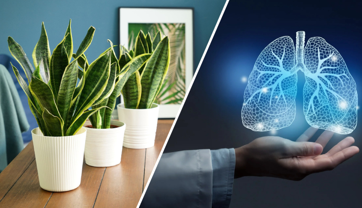 10 Indoor Plants You Can Keep in House To Promote Lungs Health