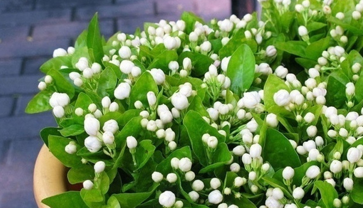 jasmine,rosemary,lucky bamboo,money plant,basil,indoor plants,plants for positivity in home,household tips