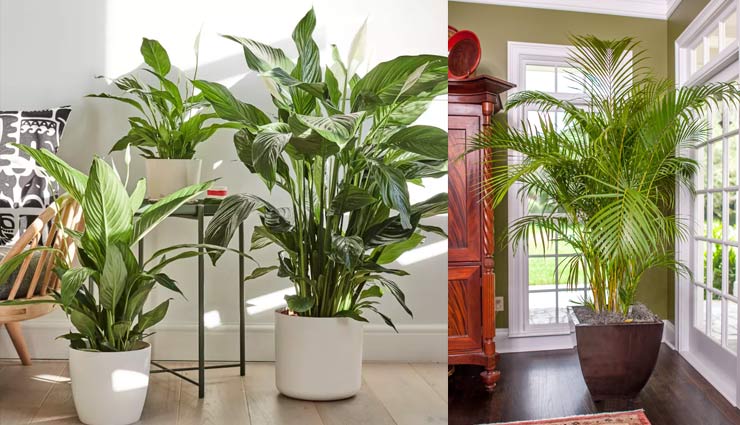 इंडोर प्लांट्स से सजाए अपना घर, मिलेगा स्वच्छ वातावरण
indoor plants,pollution free environment,indoor plants help in removing pollution,household tips,home decor tips