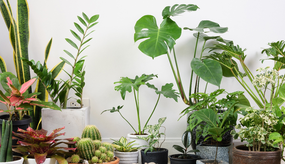 12 Tips To Help you Maintain Indoor Plants