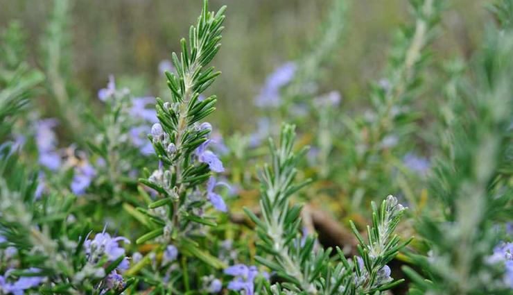 jasmine,rosemary,lucky bamboo,money plant,basil,indoor plants,plants for positivity in home,household tips