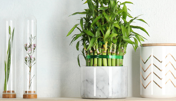 jasmine,rosemary,lucky bamboo,money plant,basil,indoor plants,plants for positivity in home,household tips