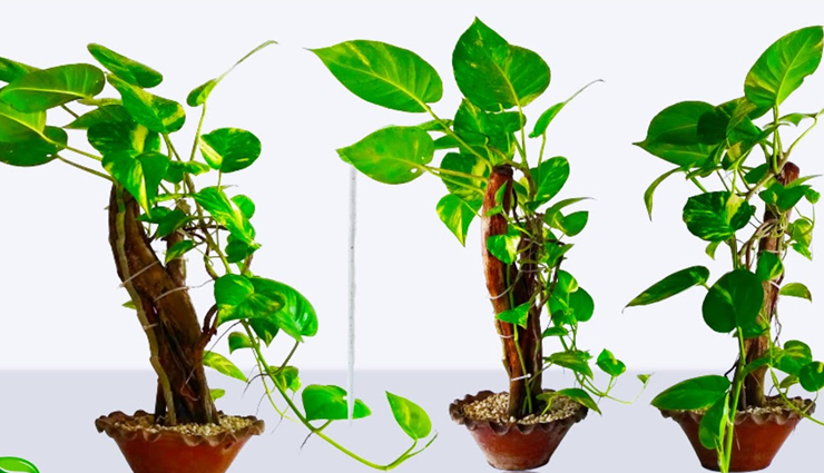 jasmine,rosemary,lucky bamboo,money plant,basil,indoor plants,plants for positivity in home,household tips