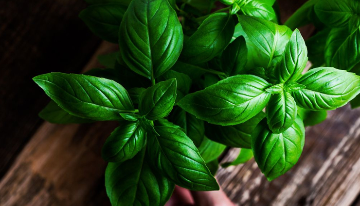 jasmine,rosemary,lucky bamboo,money plant,basil,indoor plants,plants for positivity in home,household tips