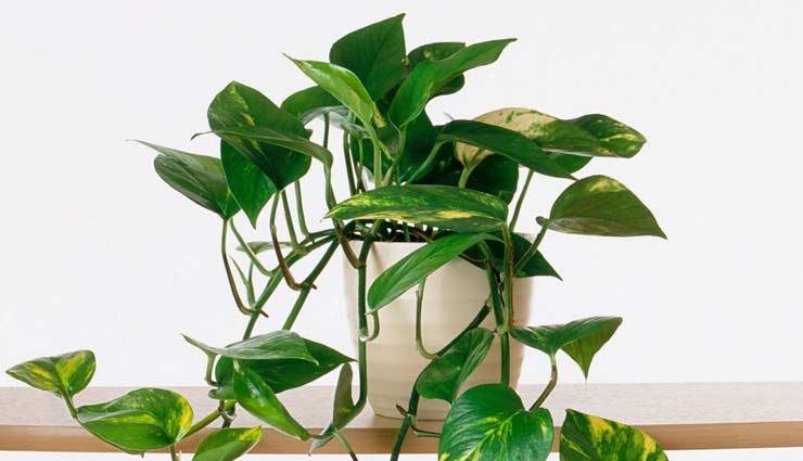 indoor plants,indoor plants care tips,plants care tips,household tips