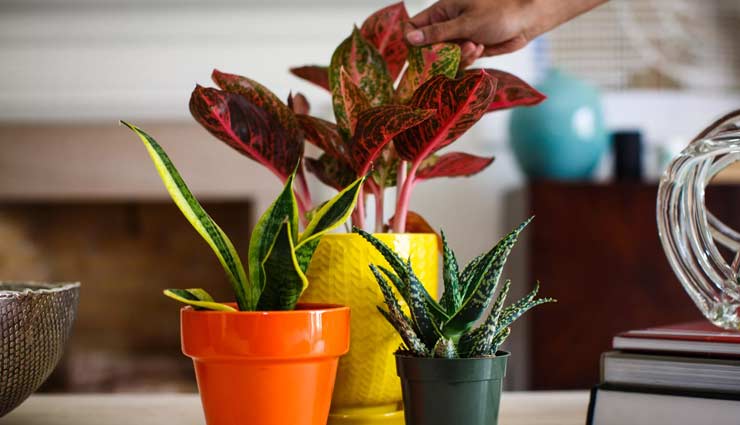 indoor plants,indoor plants care tips,plants care tips,household tips