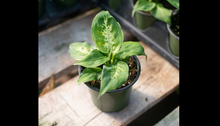 indoor plants,indoor plants care tips,plants care tips,household tips