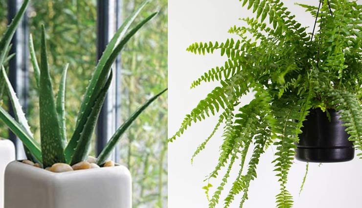 इंडोर प्लांट्स से सजाए अपना घर, मिलेगा स्वच्छ वातावरण
indoor plants,pollution free environment,indoor plants help in removing pollution,household tips,home decor tips