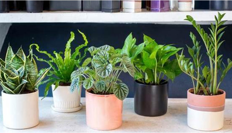 ये 5 पौधें करेंगे वायु प्रदूषण से आपकी रक्षा, आज ही लगाएं घर में 