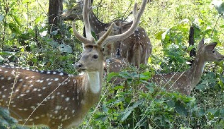 धीरे-धीरे लोकप्रिय हॉलिडे डेस्टिनेशन बनता जा रहा है छत्तीसगढ़, प्रकृति प्रेमियों के लिए स्वर्ग से कम नहीं chhattisgarh tourism,top tourist attractions chhattisgarh,best places to visit in chhattisgarh,popular destinations in chhattisgarh,must-see sights in chhattisgarh,chhattisgarh travel guide,exploring chhattisgarh,chhattisgarh tourist spots,chhattisgarh sightseeing,chhattisgarh vacation ideas