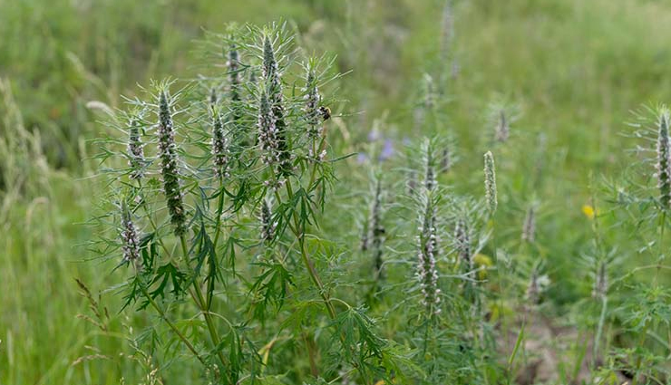 remedies for inducing labor,home remedies,pregnancy tips,Health tips,fitness tips