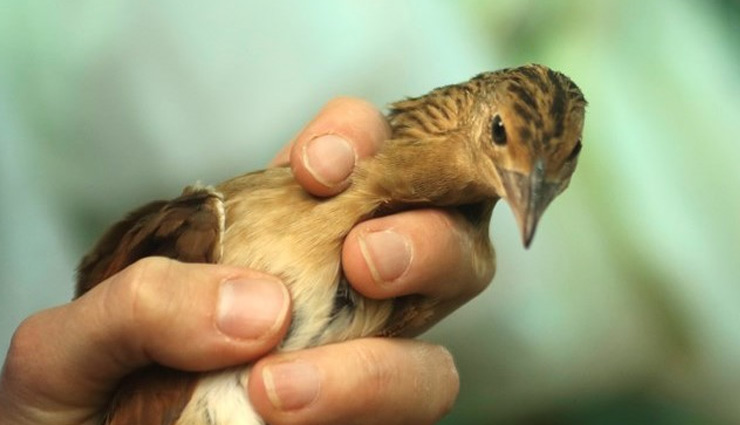 injured bird,astrology tips