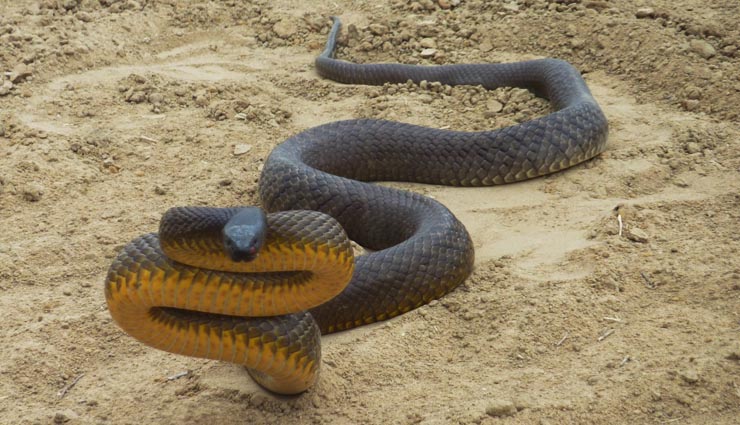 poisonous snakes,belchers sea snake,blue krait snake,black mamba,indian cobra,inland taipan,snakes