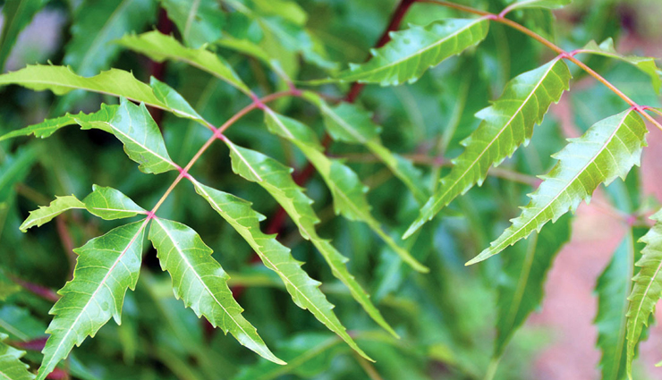 home remedies for insect bite,insect bite,Health tips,fitness tips