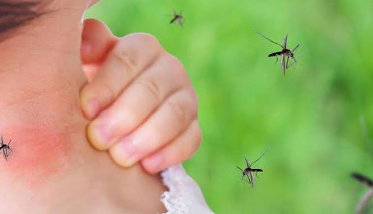 insect bite,home remedies for insect bite,home remedies,Health tips,fitness tips