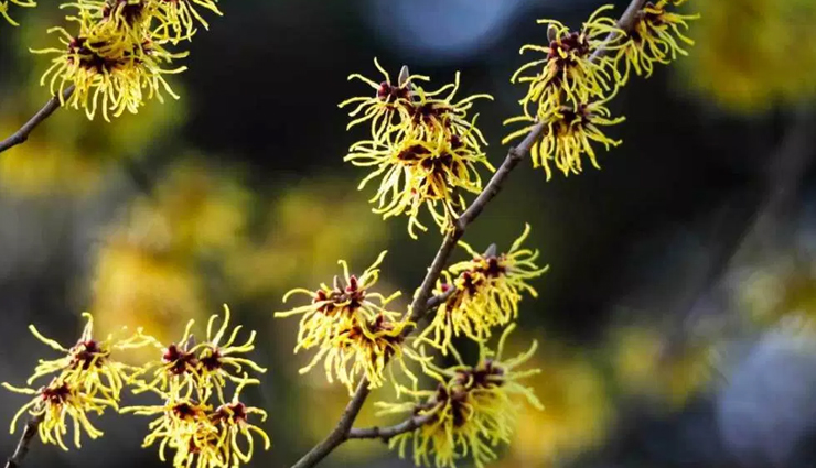 cold compress,oatmeal,aloe vera,baking soda,witch hazel,home remedies,home remedies for insect bite,insect bite,Health tips,fitness tips