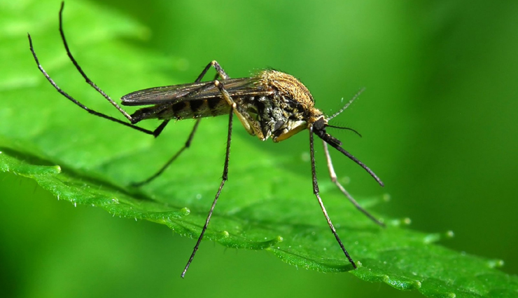 tea tree oil health benefits,uses of tea tree oil for health,tea tree oil benefits guide,health benefits of tea tree essential oil,tea tree oil healing properties,natural health benefits tea tree oil,tea tree oil for wellness,tea tree oil benefits explained