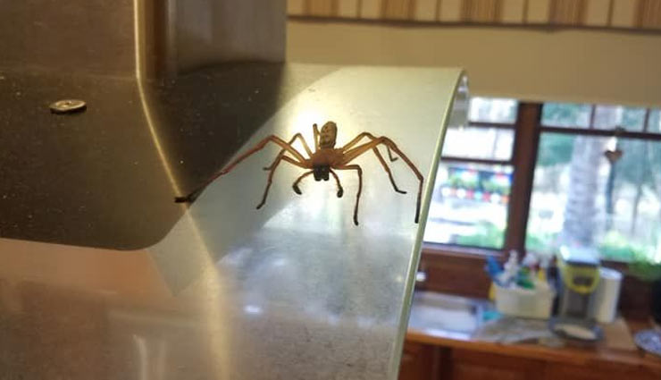 अपने घर को रखे बिमारियों से दूर, इन टिप्स की मदद से रसोई में घूम रहे कीड़ों से पाएं छुटकारा