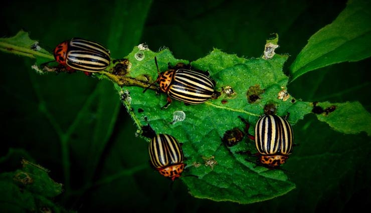 household tips,household tips,in hindi,black pepper remedies,home tips