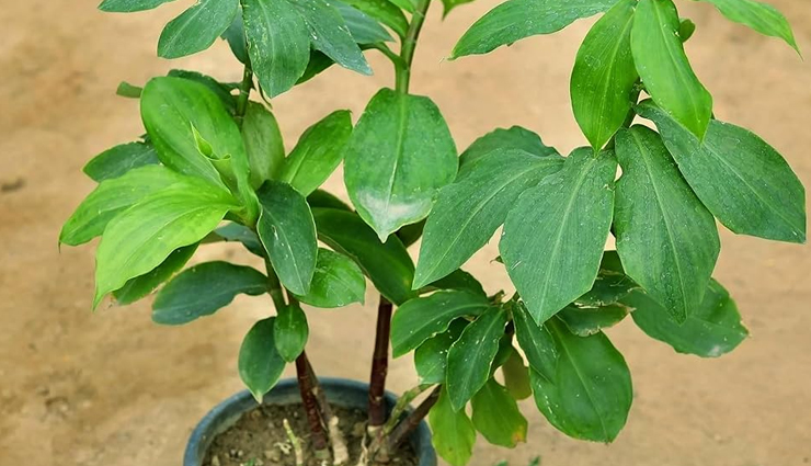 insulin plant health benefits,lesser-known benefits of insulin plant,insulin plant for diabetes,insulin plant medicinal uses,insulin plant for blood sugar control,insulin plant for immunity,herbal benefits of insulin plant,insulin plant for digestion,insulin plant for weight loss,insulin plant for skin health,insulin plant anti-inflammatory properties,insulin plant antioxidants,ayurvedic benefits of insulin plant,insulin plant for cholesterol,natural remedies with insulin plant