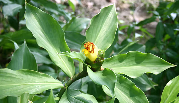 insulin plant health benefits,lesser-known benefits of insulin plant,insulin plant for diabetes,insulin plant medicinal uses,insulin plant for blood sugar control,insulin plant for immunity,herbal benefits of insulin plant,insulin plant for digestion,insulin plant for weight loss,insulin plant for skin health,insulin plant anti-inflammatory properties,insulin plant antioxidants,ayurvedic benefits of insulin plant,insulin plant for cholesterol,natural remedies with insulin plant