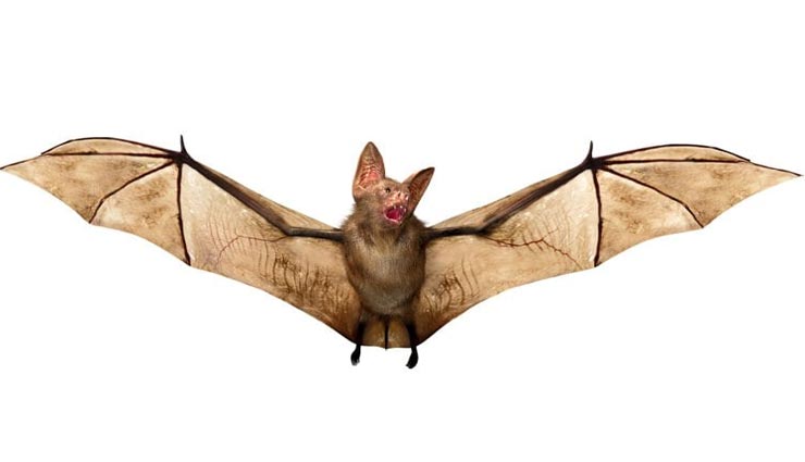 bats,interesting facts,interesting facts of bats,bats in nature ,रोचक तथ्य, चमगादड़ के रोचक तथ्य, चमगादड़, चमगादड़ का व्यव्हार 