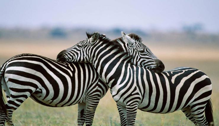 interesting facts,amazing facts,facts about zebra,zebra
