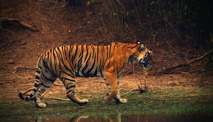 अंतरराष्ट्रीय बाघ दिवस पर बोले PM मोदी - दुनिया के 70% बाघों का घर है भारत, तय समय से 4 साल पहले दोगुनी हुई इनकी संख्या