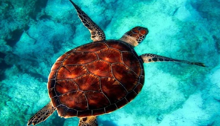 शायद ही जानते होंगे आप कछुओं से जुड़े ये रोचक तथ्य, कर देंगे आपको हैरान weird news,weird information,turtles facts,interesting facts