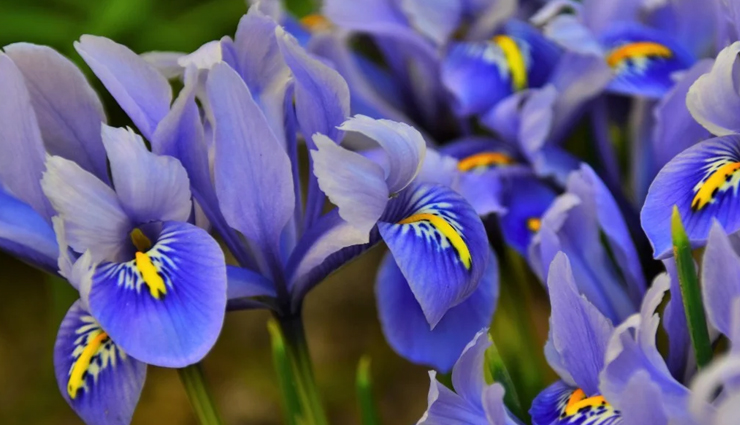 flower gift ideas for women,flowers for romantic gestures,popular flowers for girlfriends,flowers for women’s preferences,romantic floral arrangements,choosing flowers for her,flower meanings for romantic gifts,favorite flowers for female friends,flowers that women adore,symbolic flowers for romantic gifts