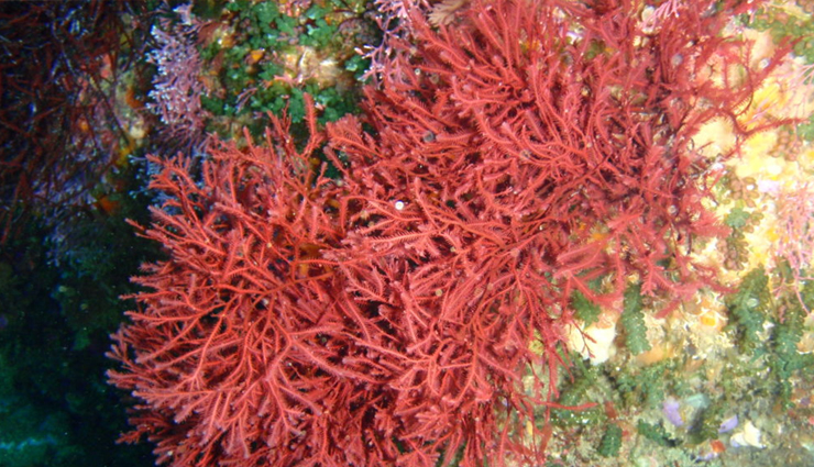 irish moss health benefits,sea moss benefits,health benefits of sea moss,irish moss superfood,benefits of irish moss for skin,irish moss immune system,irish moss digestion,irish moss anti-inflammatory,irish moss vitamins and minerals,irish moss for healthy hair and nails