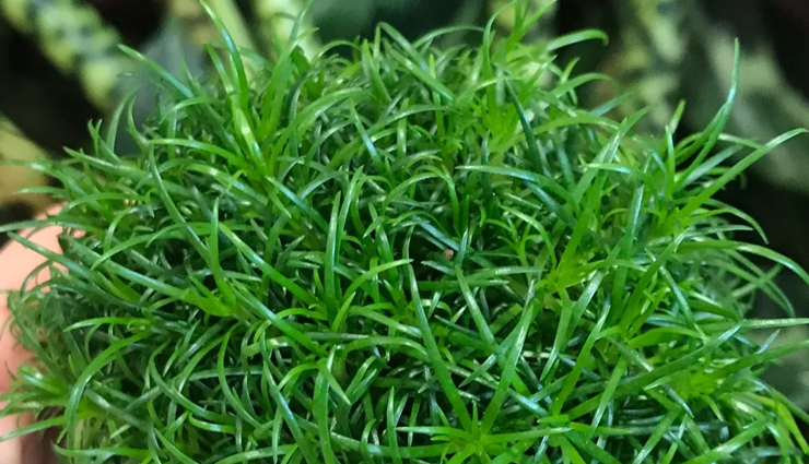 8 Amazing Health Benefits of Irish Moss
