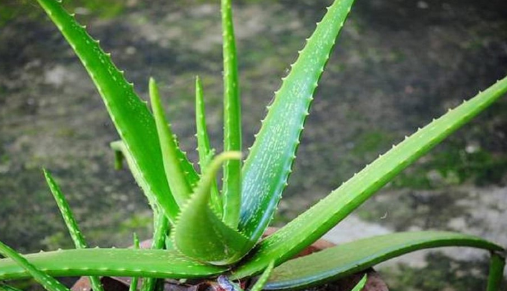 itching on the head,scalp itching remedies,relief from scalp itching,itchy scalp solutions,causes of scalp itching,home remedies for scalp itching,natural remedies for itchy scalp,best treatments for itchy scalp,effective remedies for scalp itching,scalp itching relief tips,सिर पर खुजली के घरेलू उपाय (sir par khujli ke gharelu upay),सौंदर्य टिप्स और हैक्स (saundarya tips aur hacks),खुजली से राहत के टिप्स (khujli se raahat ke tips),खुजली से बचाव के नुस्खे (khujli se bachaav ke nuskhe),स्कैल्प खुजली के लिए टिप्स (scalp khujli ke liye tips),प्राकृतिक सौंदर्य हैक्स (prakritik saundarya hacks),खुजली के घरेलू उपाय (khujli ke gharelu upay),सिर की खुजली का इलाज (sir ki khujli ka ilaaj),सौंदर्य हैक्स स्केल्प खुजली के लिए (saundarya hacks scalp khujli ke liye),खुजली के लिए घरेलू उपचार (khujli ke liye gharelu upchaar)