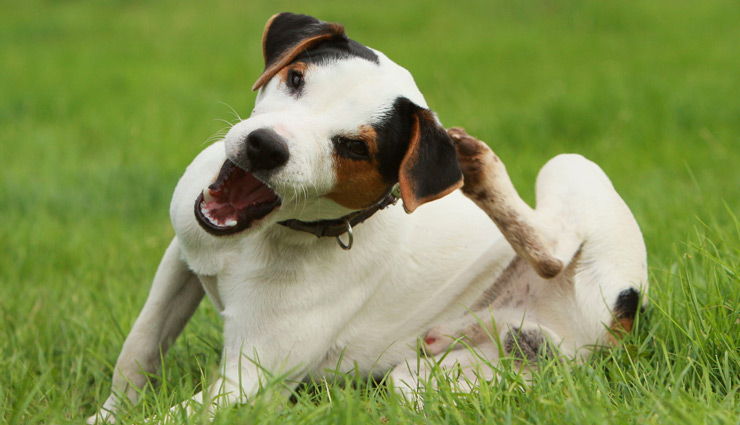10 Home Remedies To Get Rid of Itchy Skin Among Dog