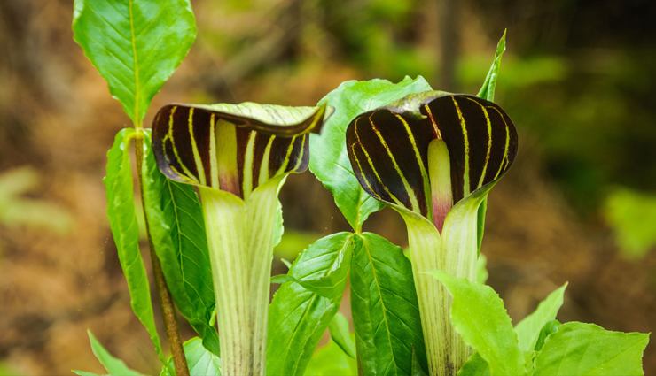 birth control,natural methods for birth control,birth control tips,parenting tips,Health,Health tips