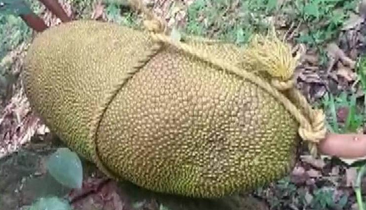 केरल / किसान ने उगाया 51 किलो वजनी कटहल, गिनीज बुक में नाम दर्ज कराने की तैयारी