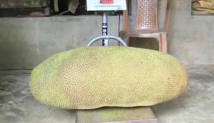केरल / किसान ने उगाया 51 किलो वजनी कटहल, गिनीज बुक में नाम दर्ज कराने की तैयारी kerala jackfruit,kerala,jackfruit rate,jackfruit,farmer,coronavirus,lockdown,weird news