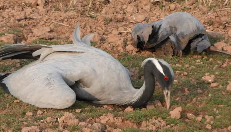 जैसलमेर में बर्ड फ्लू का खतरा, कुरजां पक्षियों की मौत से मचा हड़कंप