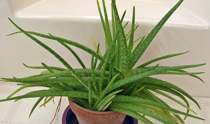 is it taking time to heal wounds take help of these home remedies,Health,healthy living