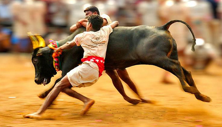 Spectator dies during Jallikattu, many injured