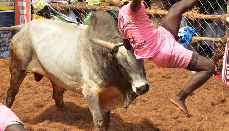 700 bulls participate in jallikattu competition,madurai,palamedu,jallikattu competition,tamil nadu