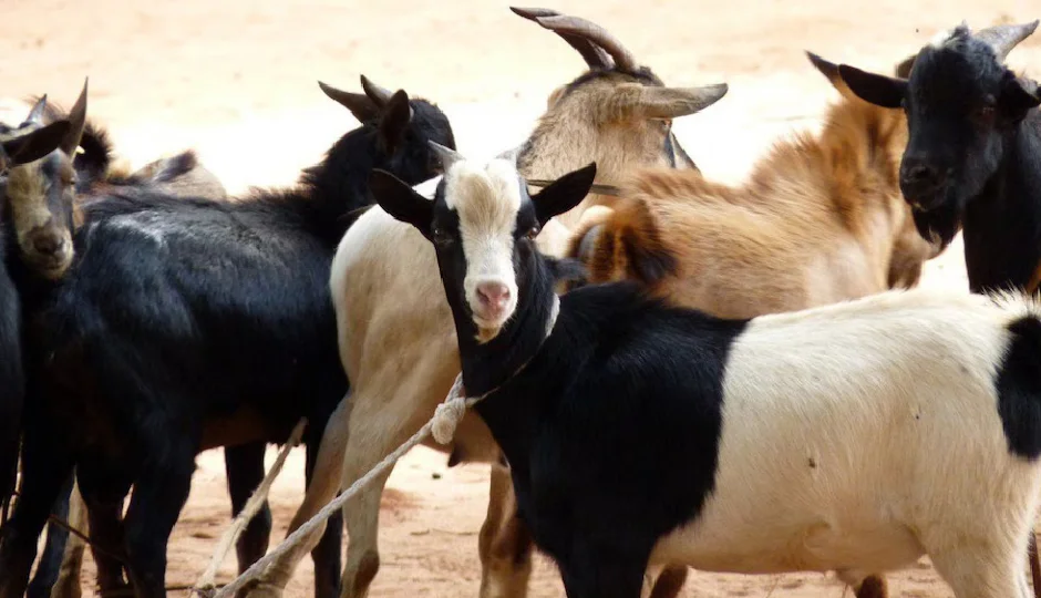 भेड़-बकरियों की रहस्यमयी मौतों ने मचाई दहशत, एक महीने में 1500 से अधिक पशुओं की गई जान, पशुपालक परेशान भेड़-बकरियों की रहस्यमयी मौतों ने मचाई दहशत, एक महीने में 1500 से अधिक पशुओं की गई जान, पशुपालक परेशान