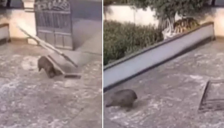 सूअर ने एक झटके में तोड़ दिया भारी-भरकम लोहे का गेट, हुए तीन टुकड़े; देखे वीडियो