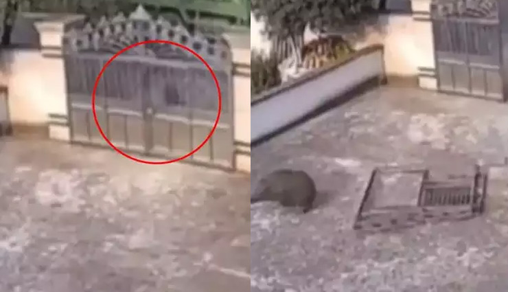 wild boar viral video,viral video news,trending news in hindi,wild boar shocking video