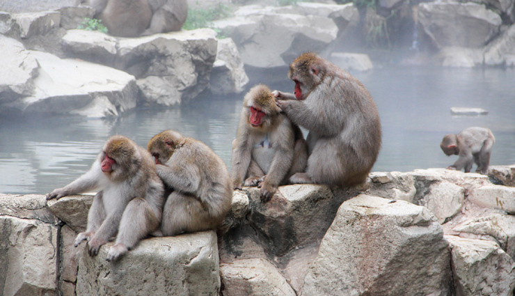 tokyo imperial palace,todaiji temple,mount fuji,great buddha of kamakura,jigokudani monkey park,attractions in japan,japan,places to visit in japan,japan