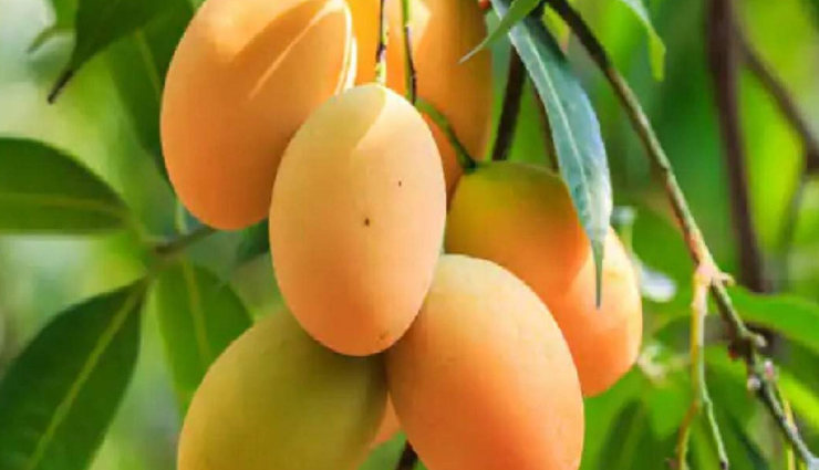 mango varieties,types of mangoes,different mango cultivars,popular mango types,exotic mango varieties,unique mango cultivars,mango species and varieties,mango diversity and types,best mango types to try,exploring different mango varieties