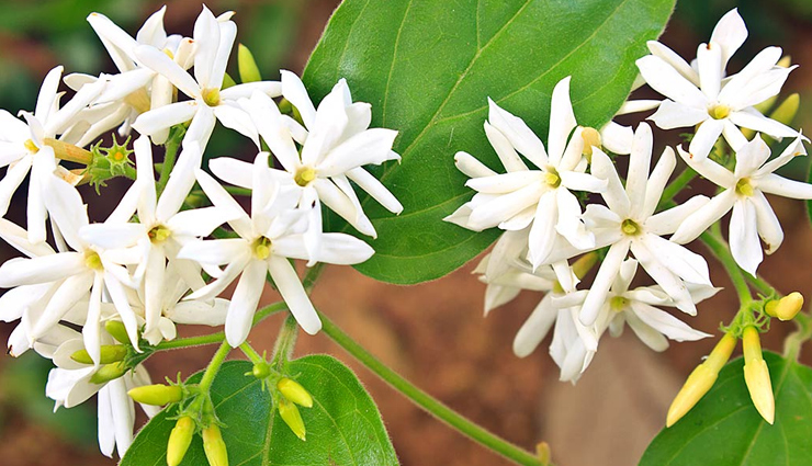beauty tips,hair care tips,skin care tips,5 ways to get beautiful skin with jasmine flower,how jasmine flower is good for skin