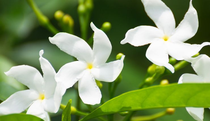 green tea,jasmine green tea,jasmine green tea healthy food,Health tips,Health tips