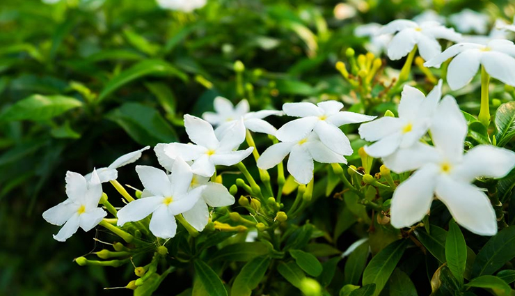 flowers that are beneficial for your skin and hair,beauty tips,beauty hacks