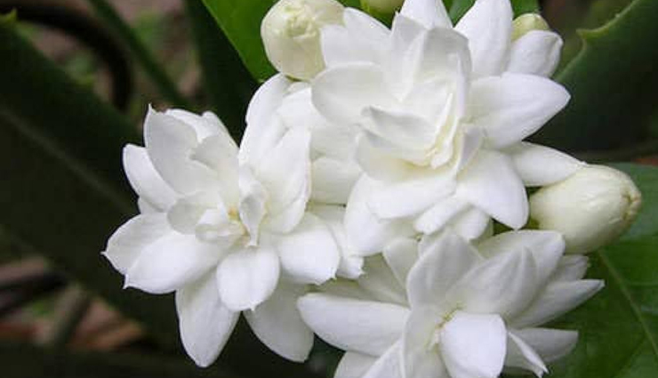 flower gift ideas for women,flowers for romantic gestures,popular flowers for girlfriends,flowers for women’s preferences,romantic floral arrangements,choosing flowers for her,flower meanings for romantic gifts,favorite flowers for female friends,flowers that women adore,symbolic flowers for romantic gifts